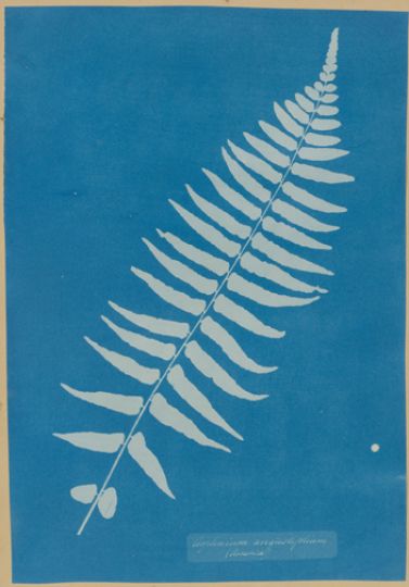 Anna Atkins (English, 1799-1871), Asplenium angustifolium, 1852-1854