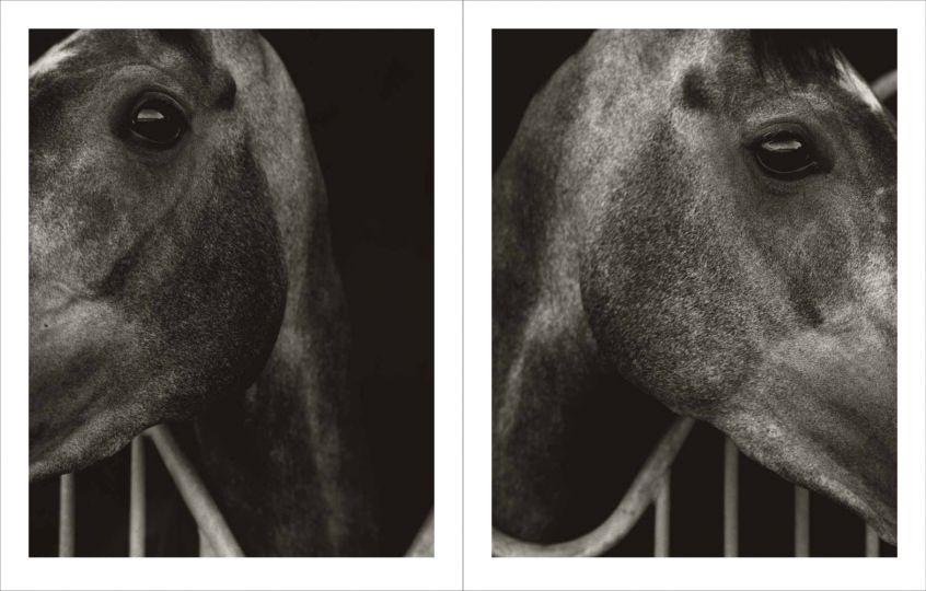 Koto Bolofo -Horsepower - The Eye of Photography Magazine