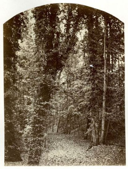 ANONYMErnÉtude de sous-bois, vers 1855rnTirage albuminérnImage : 23 x 18 cm