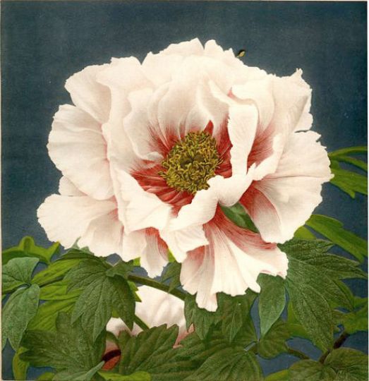 KAZUMA OGAWA (1860-1929)rnFleur japonaise, vers 1896rnCollotypie rehaussée a l'aquarellernImage : 25 x 25 cm
