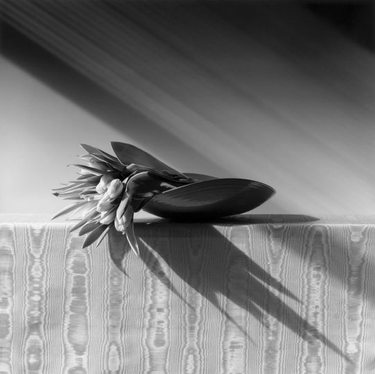 Tulipani, 1987 © Robert Mapplethorpe