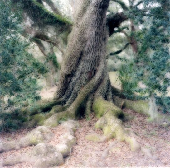 © Lynn Geesaman - Avery Island, Louisiana, 2007 – Courtesy Robert Koch Gallery 