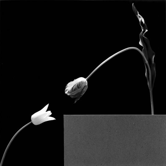 Due tulipani, 1984 © Robert Mapplethorpe