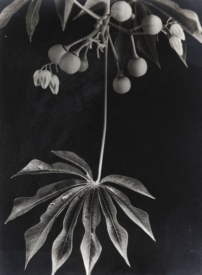Manihot grahamii, ca. 1934 © Saderman Anatole