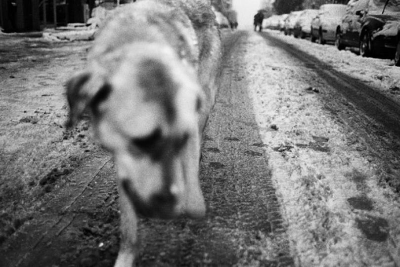 Seu0301rie Good dog, 2008 © Yusuf Sevincli - Courtesy Galerie Les filles du Calvaire, Paris