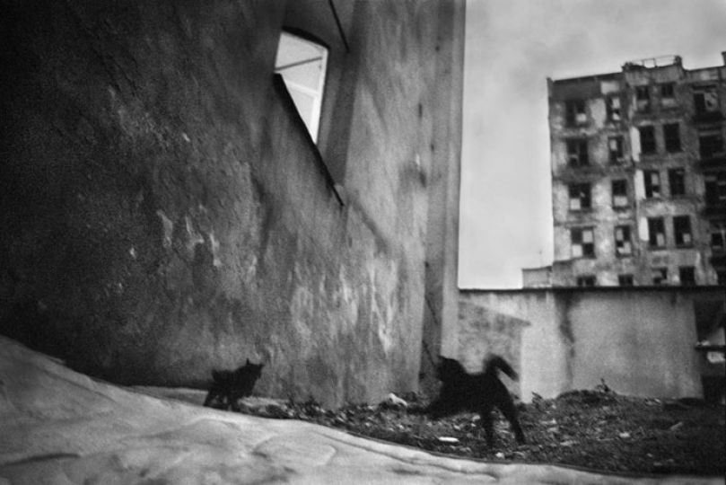 Seu0301rie Good dog, 2008 © Yusuf Sevincli - Courtesy Galerie Les filles du Calvaire, Paris