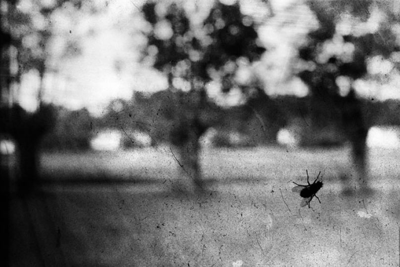 Seu0301rie Good dog, 2008 © Yusuf Sevincli - Courtesy Galerie Les filles du Calvaire, Paris