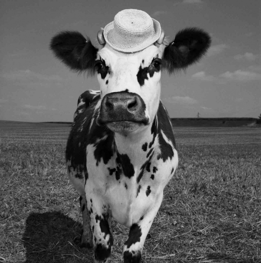 Jean Baptiste Mondino Holy Cow The Eye Of Photography Magazine