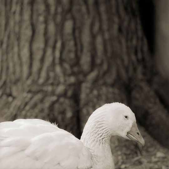 Embden Goose, Age 28, I © Isa Leshko