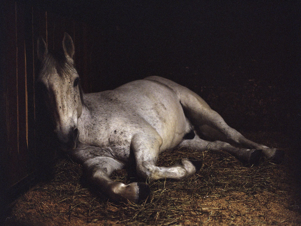Washington: Charlotte Dumas - The Eye of Photography Magazine
