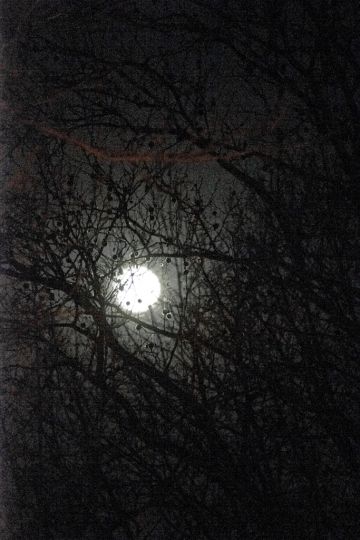 Moon through Trees © Ken Schles