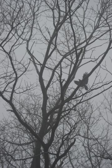 Crow Alighting In Fog Shrouded Tree © Ken Schles
