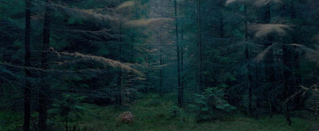 Michael Lange : Forest, - Magazine of Eye Landscapes The of Photography Memory