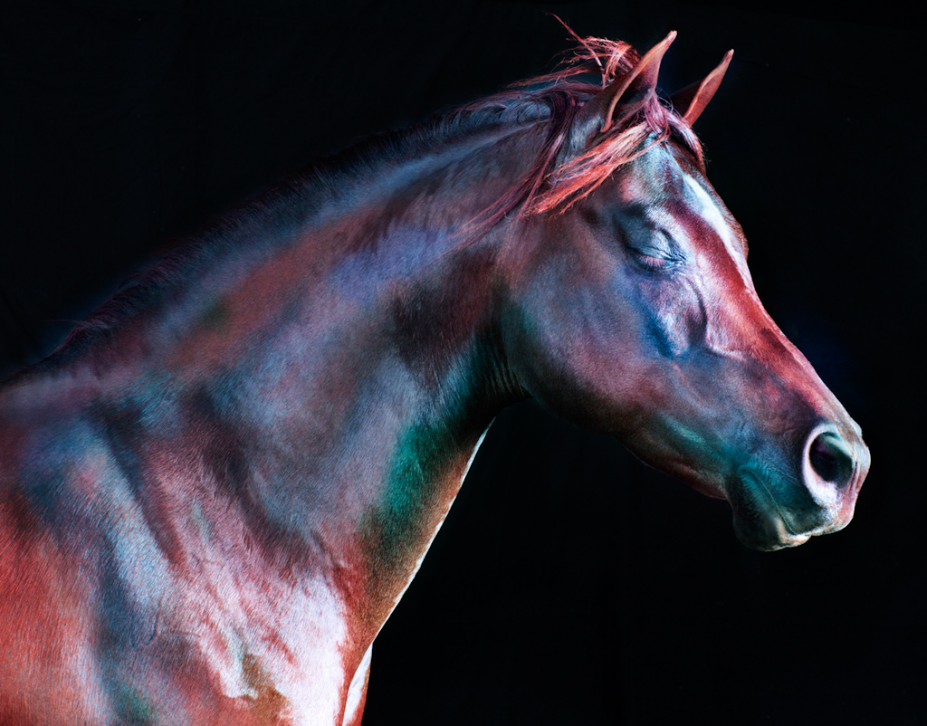 Jill Greenberg Horses The Eye Of Photography Magazine