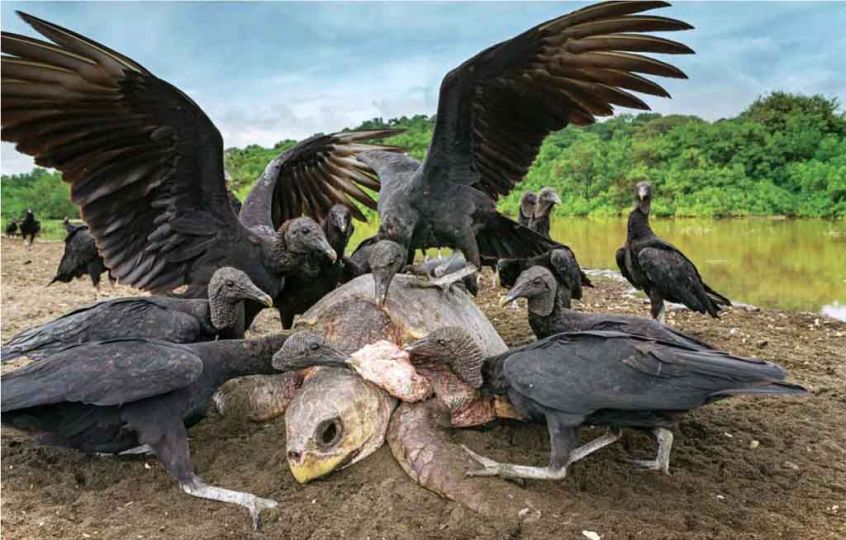 The Sunday Times Magazine. Costa -Rica, plage d' Ostonial. Après la fatigue de la ponte des u0153ufs, la mère tortue épuisée, devient une proie pour les vautours.    Photo Ingo Arndt.