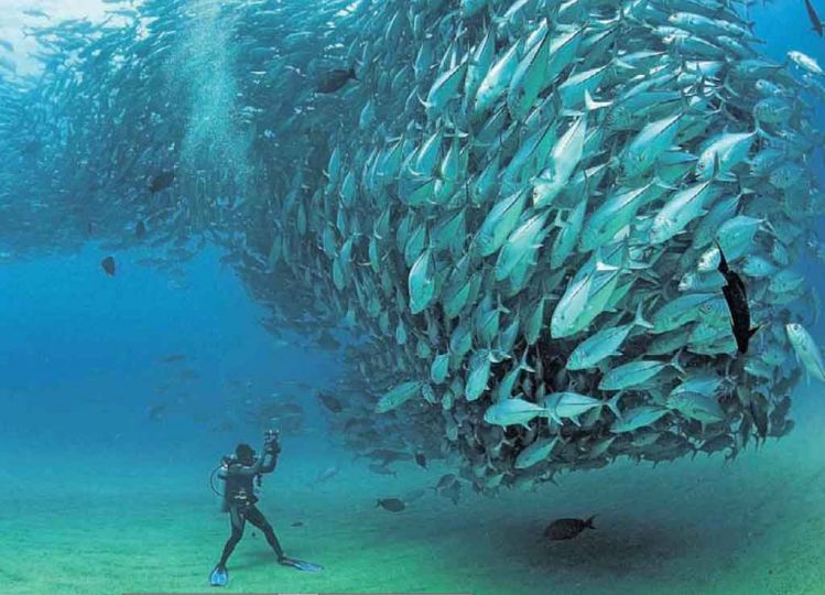The Times. Mexique, Cambo Pulmo National Marine Park. Attention à l'urticaire.     Photo Caters News Agency