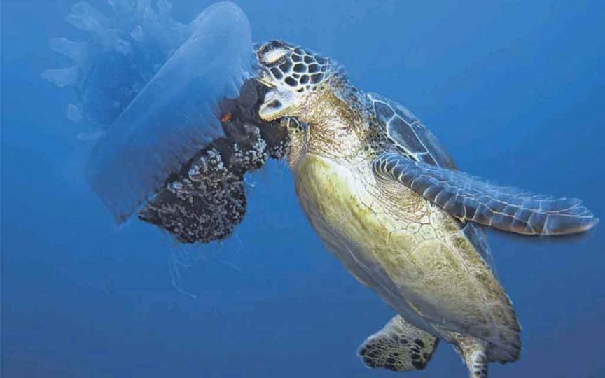 The Guardian. Philippines, Iles de Balicasag. Une jeune tortue de mer prend son petit déjeuner, une méduse.  Photo Jacob Maentz/Barcroft Média.