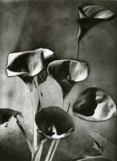 Man Ray (1890-1976) --Calla Lillies--, 1930 gelatin silver print, solarized printed 1930  © Man Ray Trust Paris/VG Bild-Kunst, Bonh 2013, Courtesy Kicken Berlin