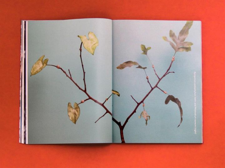 © The Plant