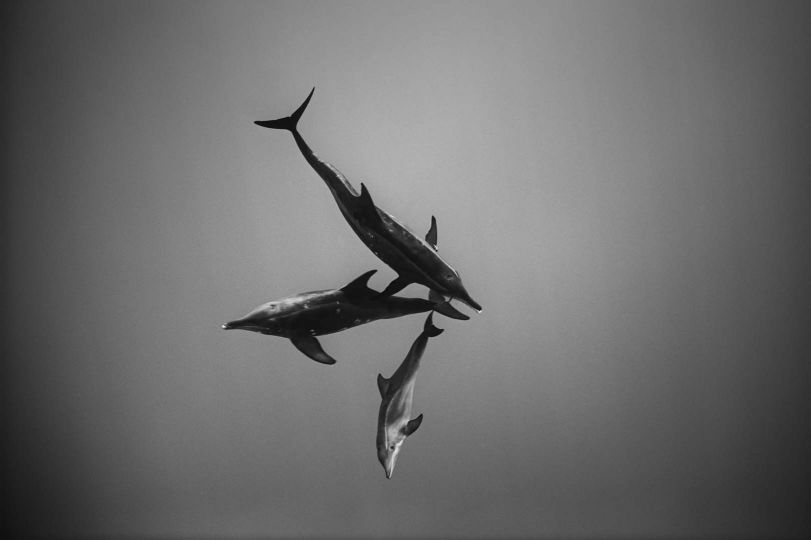 Three Rough Toothed Dolphins, 2005  © Wayne Levin