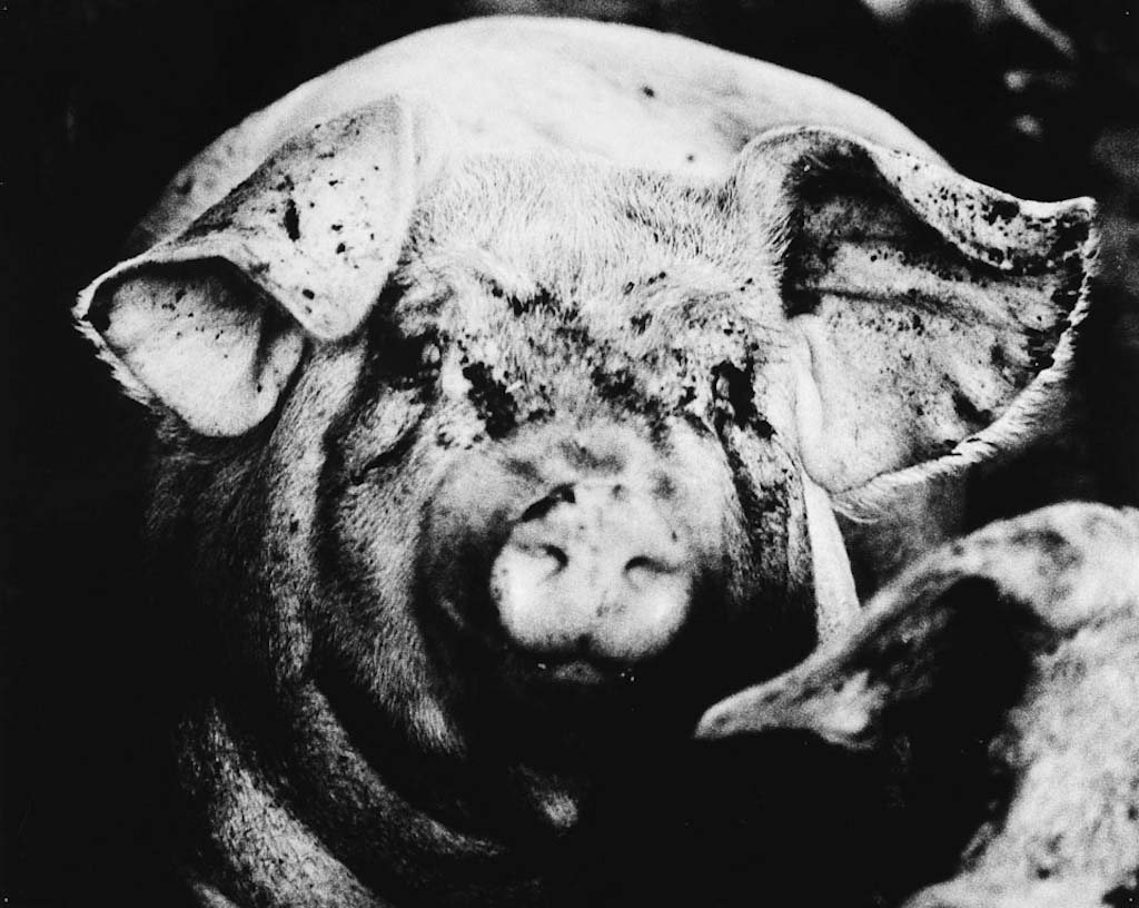Nozomi IIjima: -Scoffing Pig - The Eye of Photography Magazine