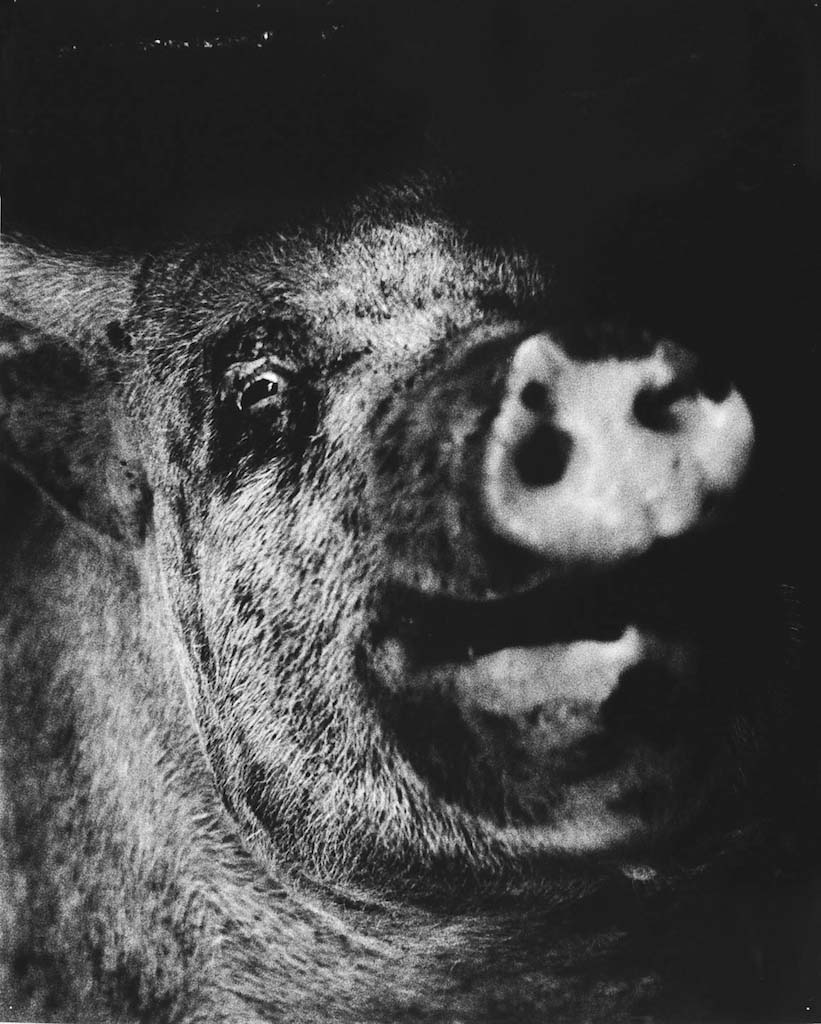 Nozomi IIjima: -Scoffing Pig - The Eye of Photography Magazine