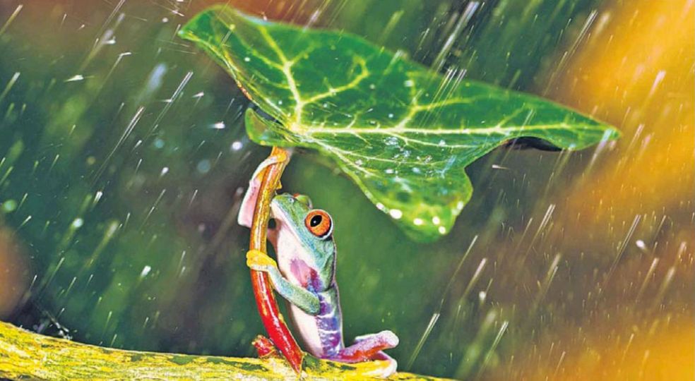 The Times. UK, West Sussex, Bognor Regis. Mr Kutub Uddin et sa grenouille aux yeux rouges sous une pluie battante, celle ci n'aime pas l'eau, ce n'est pas sa fête et trouve un abris.  © Carters News Agency.