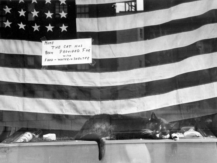 Cat in Window: Madison Ave, NYC - 1959 © by Charles Harbutt  All rights reserved