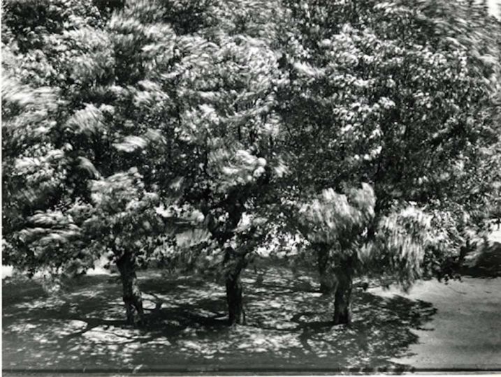 OTTO STEINERT (1915-1978), Die Bu00e4ume vor meinem Fenster 2 / Trees in Front of my Window 2, 1956, gelatin silver print, mounted, printed ca. 1956, mounted on cardboard  29,9 x 39,6 cm © Nachlass Otto Steinert/Fotografische Sammlung, Museum Folkwang, Essen