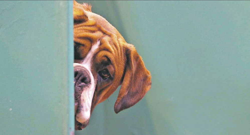 The Guardian. UK, Birmingham. Durant un concours pour chien, coup d’œil sur la concurrence… © Matt Cardy/Getty.