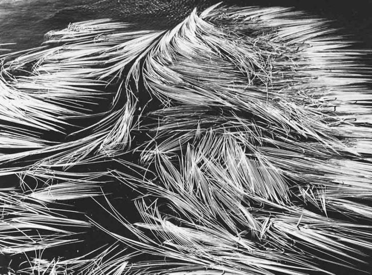 TONI SCHNEIDERS (1920-2006), Gru00e4ser im Fluss, 1974, gelatin silver print, printed ca. 1974. 25,8 x 35 cm © Estate of the Artist