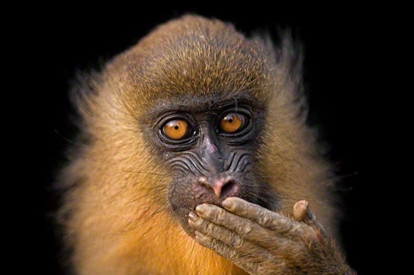 A five-month-old mandrill (Mandrillus sphinx) reacts to a visitor near a bushmeat market in Malabo, a city on Bioko Island in Equatorial Guinea. This animal was brought over from mainland Africa, most likely as an infant. Once fully grown, many such pets are sold into the bushmeat trade and consumed as food. Though this country has laws on the books stating that taking primates from the wild is illegal, poaching continues to be rampant both in Equatorial Guinea and many other African nations. Bioko Island, Equatorial Guinea, 2008 © Photo by Joel Sartore / National Geographic