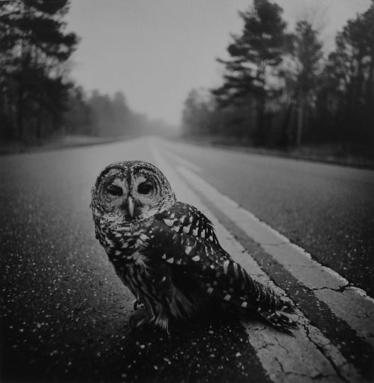 Owl on Road, Big Thicket, Texas, 1975 © Arthur Tress, courtesy Galerie Esther Woerdehoff
