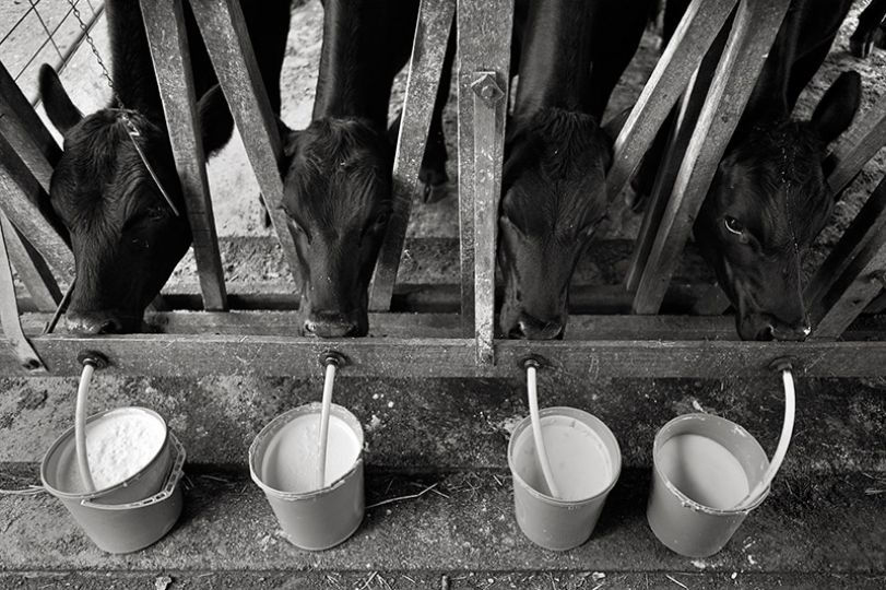 Calves drinking - In the Folds of Hills © Kristian Laemmle-Ruff