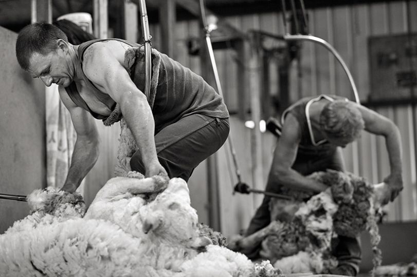 The Shearers - In the Folds of Hills © Kristian Laemmle-Ruff