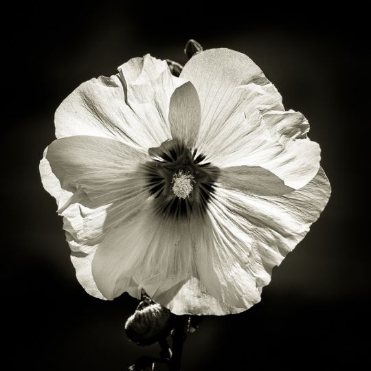 Carrés de fleurs © Pierre Nadler