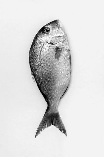 Les poissons, 2000, ensemble de 8 images, 90 x 60 cm x 8 © Carole Fékété