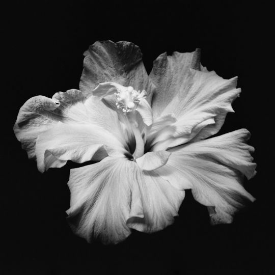 Hibiscus © Ksenija Spanec