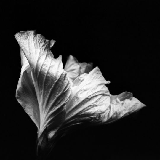 Hibiscus © Ksenija Spanec