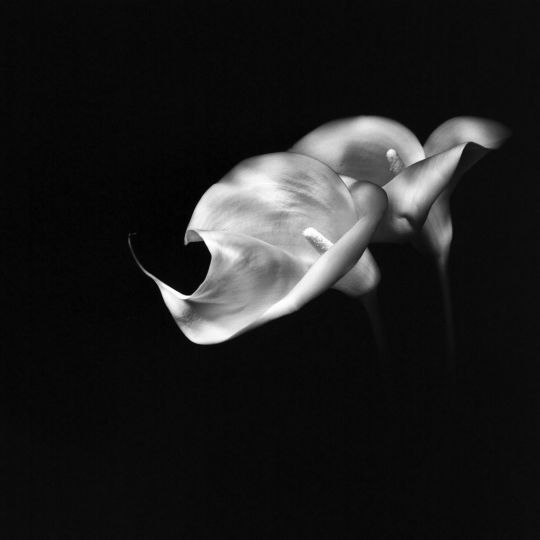 In love  © Ksenija Spanec