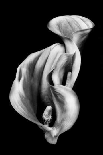 Tenderness © Ksenija Spanec