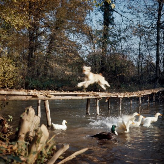 Loisy  Paris, octobre 1964. Photographie J. H. Lartigue © Ministère de la Culture - France / AAJHL