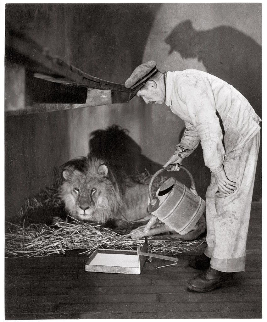 Les grands photographes - Page 3 G265-Le-lion-soumis-au-regime-lacte-Parc-zoologique-du-Bois-de-Vincennes-1943