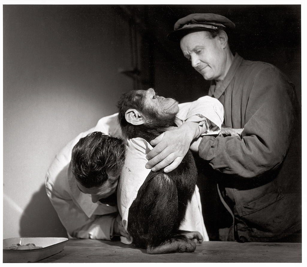 Les grands photographes - Page 3 G274X-Auscultation-dun-chimpanze-fievreux-Parc-zoologique-de-Paris-Bois-de-Vincennes-1943