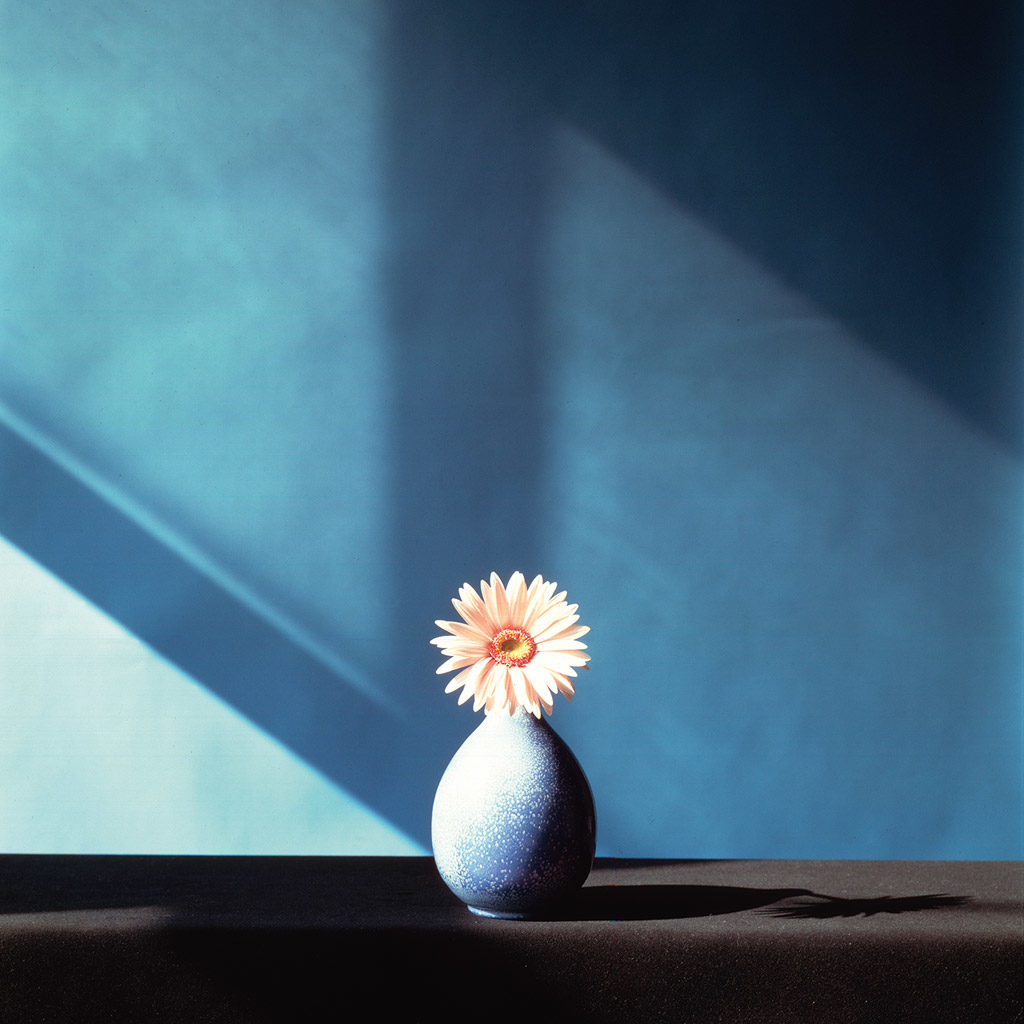 Mapplethorpe Flora: The Complete Flowers by Phaidon - The Eye of