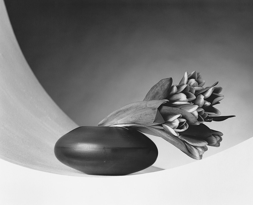 Mapplethorpe Flora: The Complete Flowers by Phaidon - The Eye of  Photography Magazine