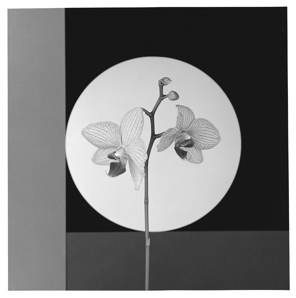 Mapplethorpe Flora: The Complete Flowers by Phaidon - The Eye of