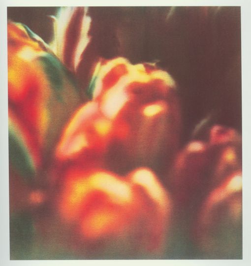 Cy TWOMBLY, Tulips, 1985, Impression sur papier, Cadre : 60 x 45 cm, Collection particulière
