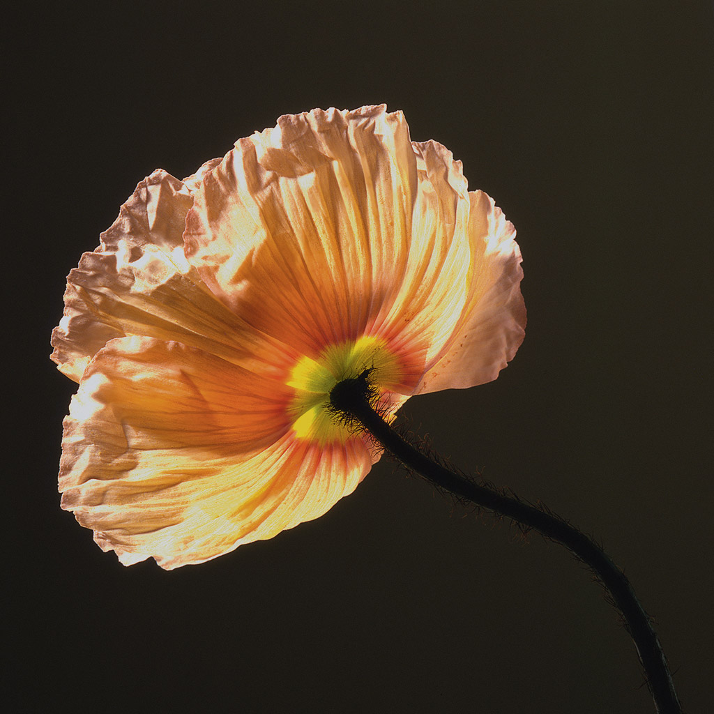 Mapplethorpe Flora: The Complete Flowers by Phaidon - The Eye of