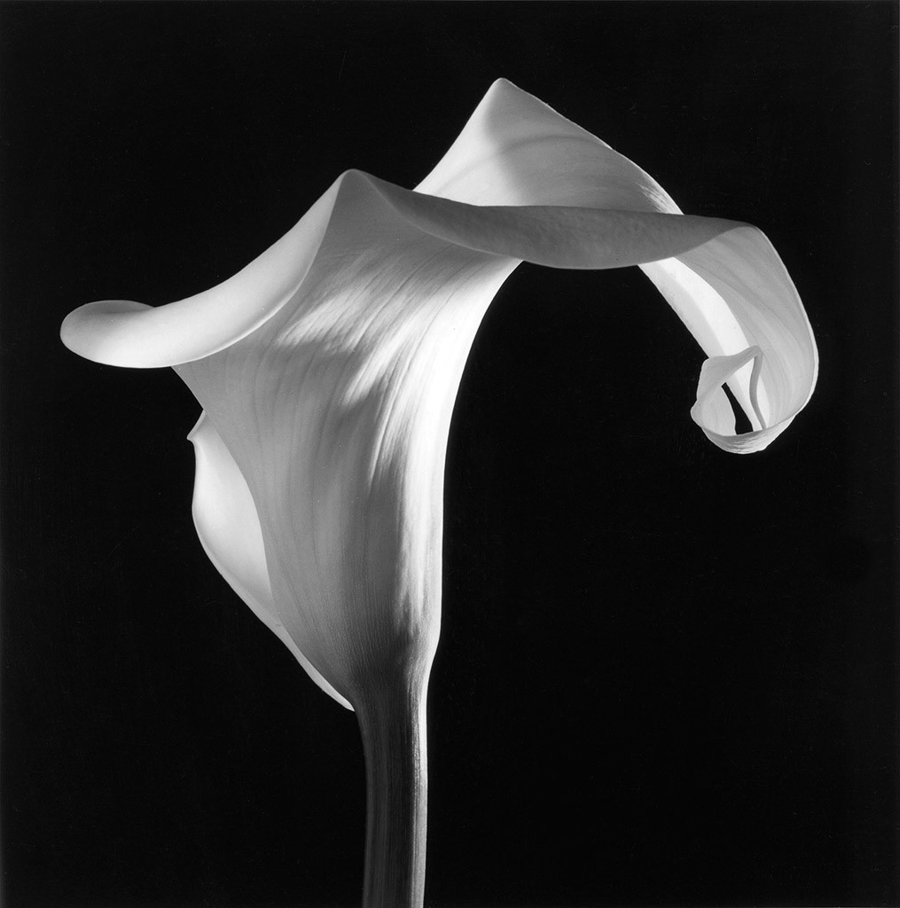 Mapplethorpe Flora: The Complete Flowers by Phaidon - The Eye of